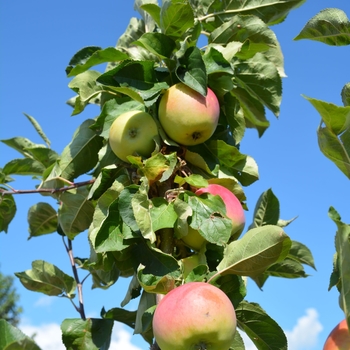 Malus 'Goodland' 