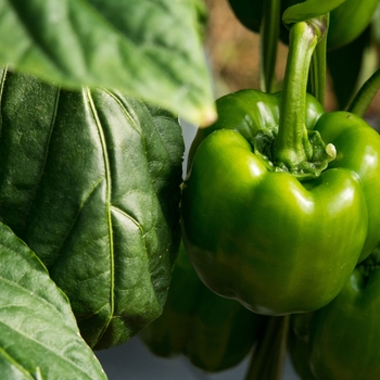 Capsicum annuum 'California Wonder' 