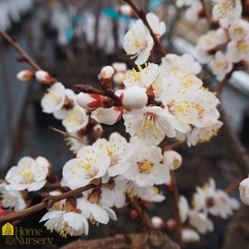 Prunus armeniaca 'Sungold' 