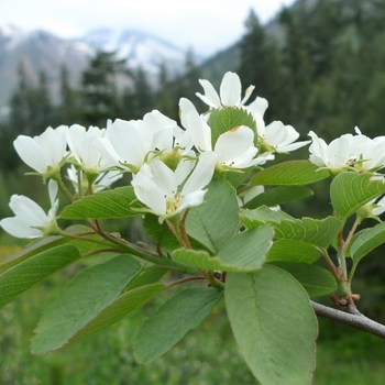 Amelanchier alnifolia