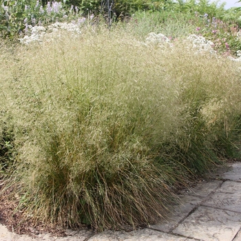 Deschampsia cespitosa 'Goldschleier (Gold Veil)' 