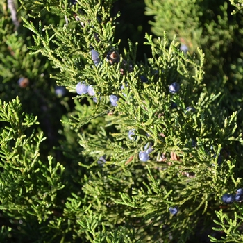 Juniperus chinensis 'Mint Julep®' 