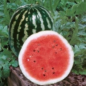 Citrullus lanatus 'Crimson Sweet' 