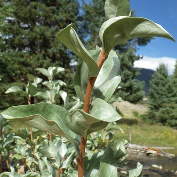 Elaeagnus commutata