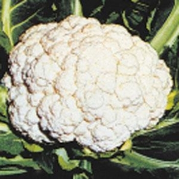 Brassica oleracea 'Snow Crown' 