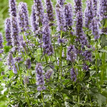 Agastache 'Crazy Fortune' 