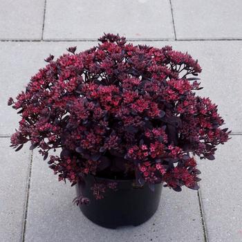 Sedum 'Plum Dazzled' PPAF