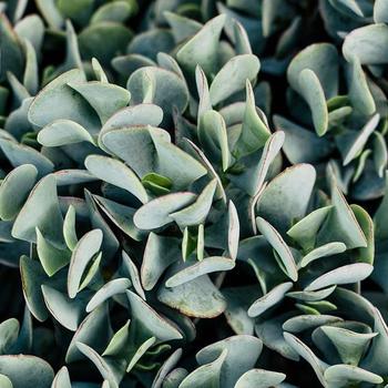 Crassula 'Blue Bird' 