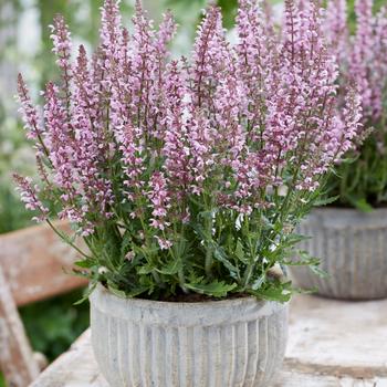 Salvia 'Feathers Flamingo'