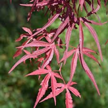 Acer palmatum 'Red Spider' 