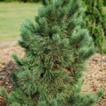 Pinus strobus x ayacahuite 'Domingo' 