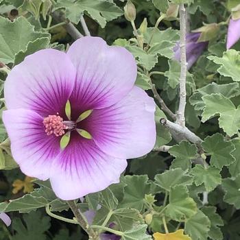 Lavatera maritima 'Bicolor' 