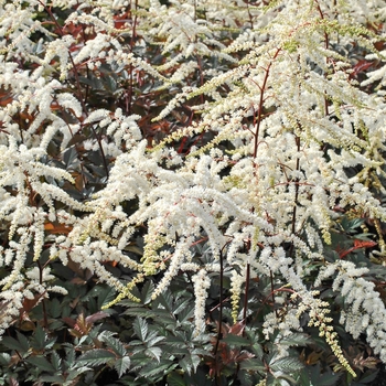 Astilbe x arendsii 'Moccachino' 