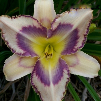 Hemerocallis 'Destined to See' 