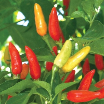 Capsicum annuum 'Tabasco' 