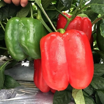 Capsicum annuum 'Red Knight' 