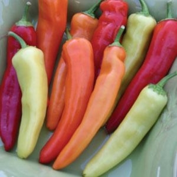 Capsicum annuum 'Hungarian Hot Wax' 