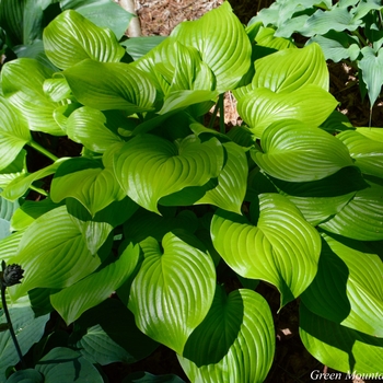 Hosta 'Fried Bananas' 