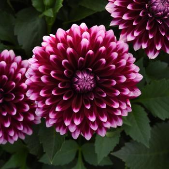 Dahlia 