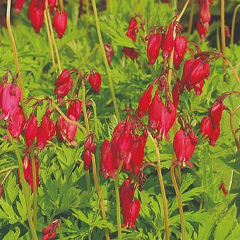 Dicentra formosa 'Bacchanal' 