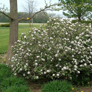 Viburnum carlesii 'Fit 2B Tied' 