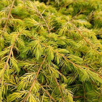 Juniperus conferta 'Silver Mist' (Silver Mist Shore Juniper)