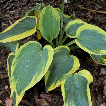 Hosta 'Tootie Mae' 