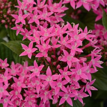 Pentas lanceolata 'Deep Pink' 