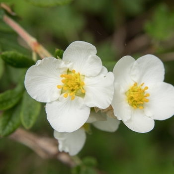 Potentilla fruticosa 'Snowbird' 