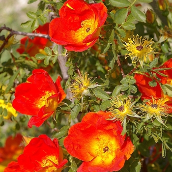 Rosa foetida var. persiana