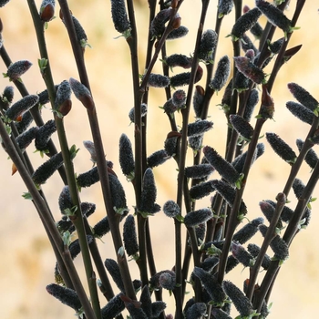 Salix chaenomeloides 'Black Cat®' Lubbers Zwart PP27403