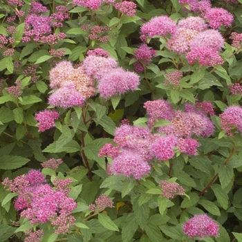 Spiraea x bumalda 'Froebelii' 