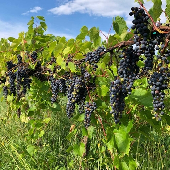 Vitis 'Frontenac' 