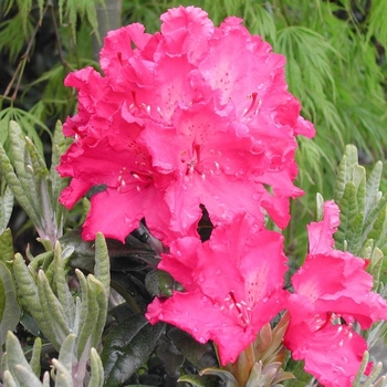 Rhododendron 'Haaga' 