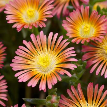 Delosperma cooperi Wheels of Wonder® Salmony Pink