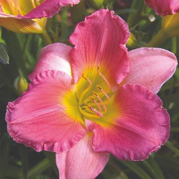 Hemerocallis 'Final Touch'