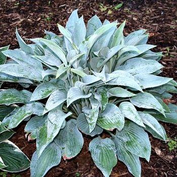 Hosta 'Smoke Signals' 