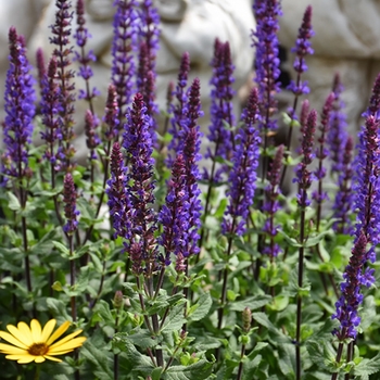 Salvia nemorosa 'Caramia' 