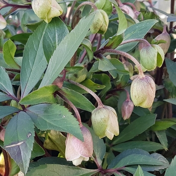 Helleborus x sahinii 'Winterbells' 