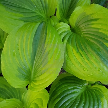 Hosta 'Velvet Moon' 