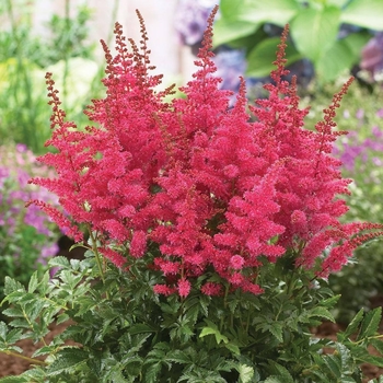 Astilbe chinensis 'Red Quin' 
