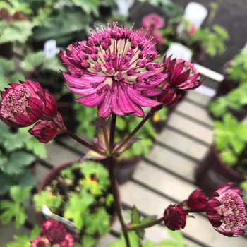 Astrantia major 'Star of Fire' 