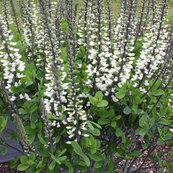 Baptisia 'Ivory Towers'