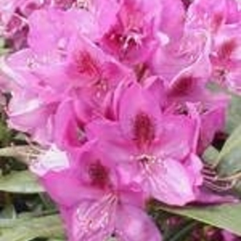 Rhododendron catawbiense 'Anah Kruschke' 