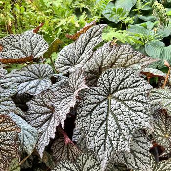 Begonia 'Sterling Moon' 