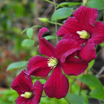 Clematis 'Burning Love™'