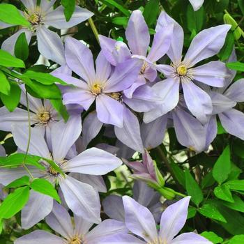 Clematis 'Scented Clem' 