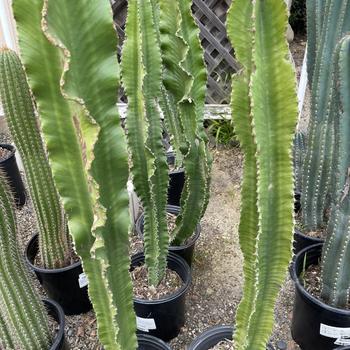 Euphorbia ammak 'Green' 