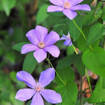 Clematis Sugar-Sweet™ Lilac