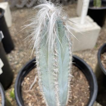 Pilosocereus pachycladus